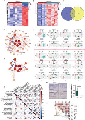 SFRP2 modulates functional phenotype transition and energy metabolism of macrophages during diabetic wound healing